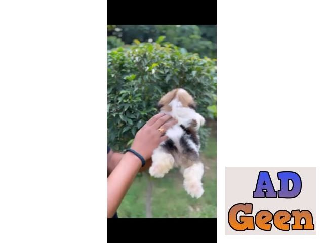used Shih Tzu male female puppies for sale whats app no 9315874576 for sale 